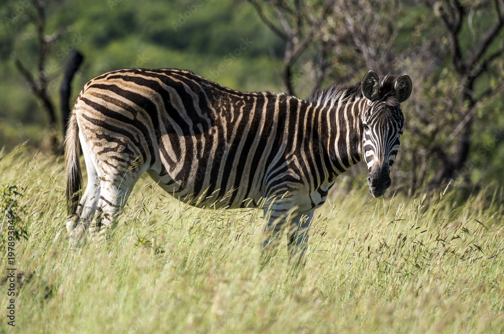 Naklejka premium Zèbre de Burchell, Equus quagga, Parc national Marachele, Afrique du Sud