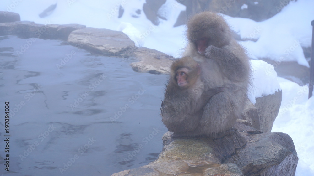 Naklejka premium japanese macaque, snow monkey park