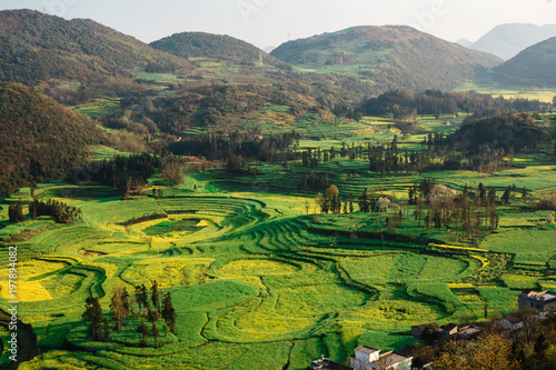 Beautiful green and yellow rapeseed fields in Yunnan, China