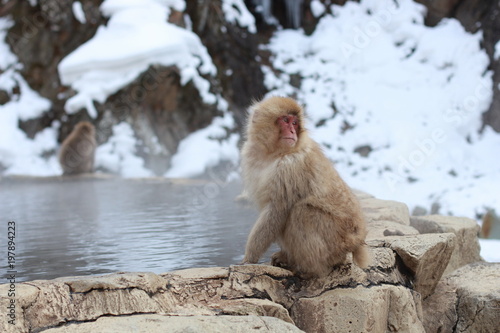 japanese macaque, snow monkey park © Connie Y