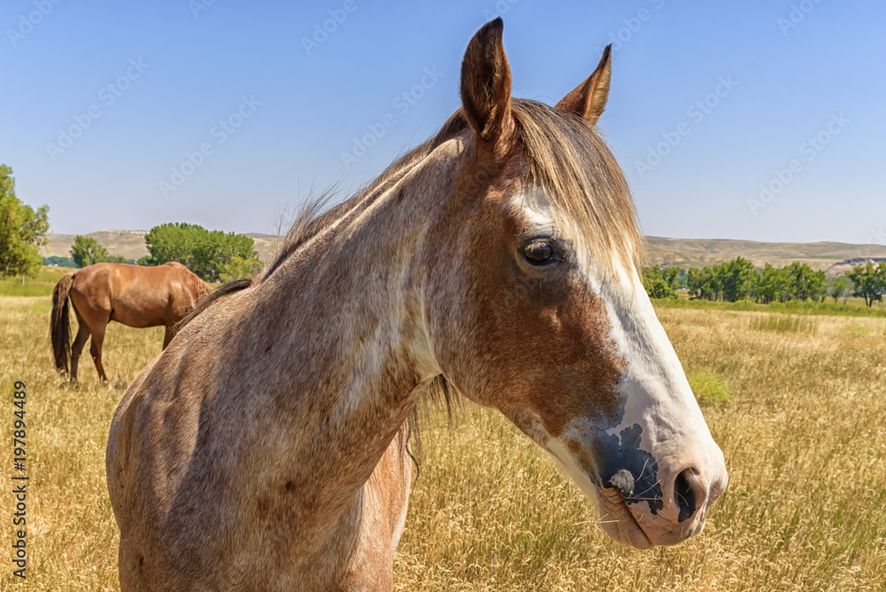 Horse portrait with blue sky