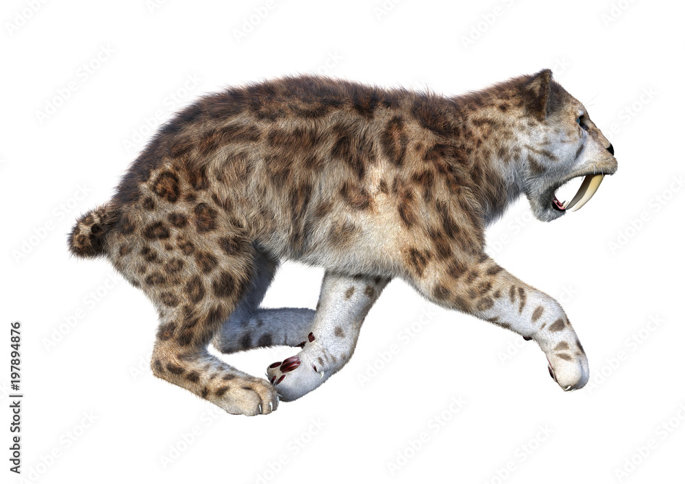3D Rendering Sabertooth Tiger on White 3D Rendering Sabertooth Tiger on White