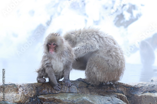 Snow monkey, Nagano, Japan © Connie Y