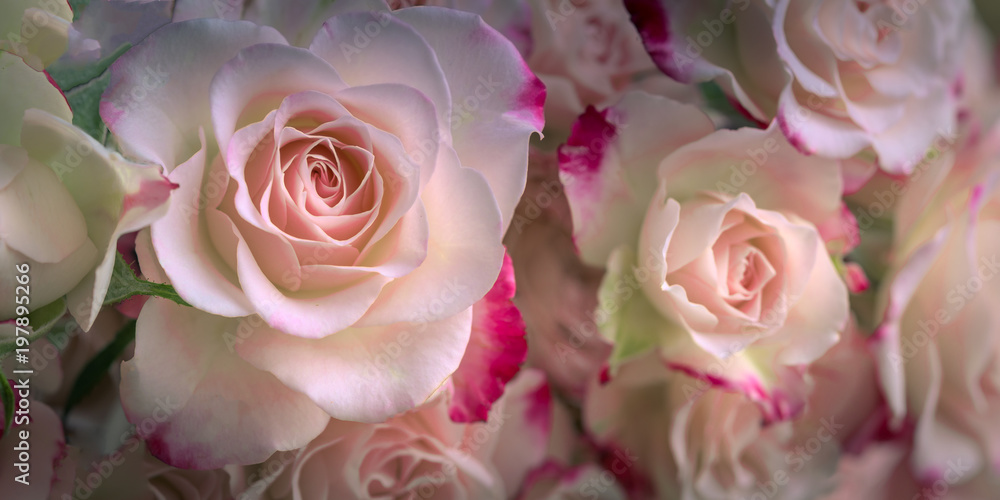 Fototapeta premium Rosen, Breitbild, Panorama, Hintergrund