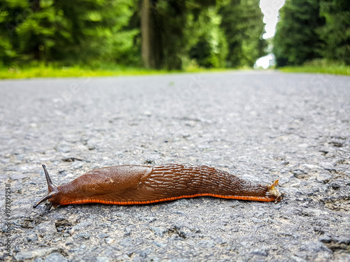 Nacktschnecke auf Straße photo