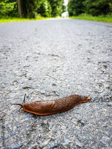 Nacktschnecke photo