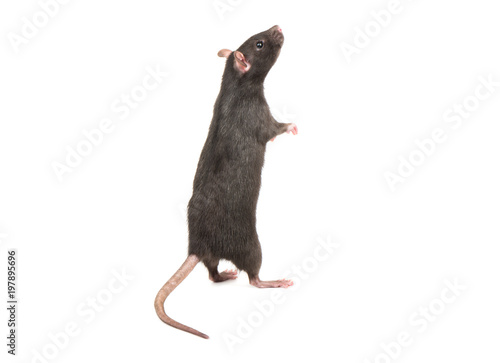 Rat stands on hind legs