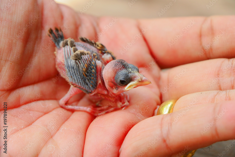 Baby bird in hand 