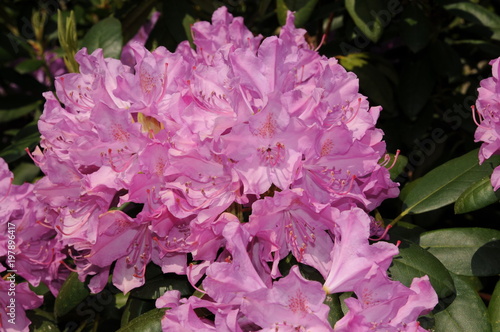 Pink Rhododendron flowers