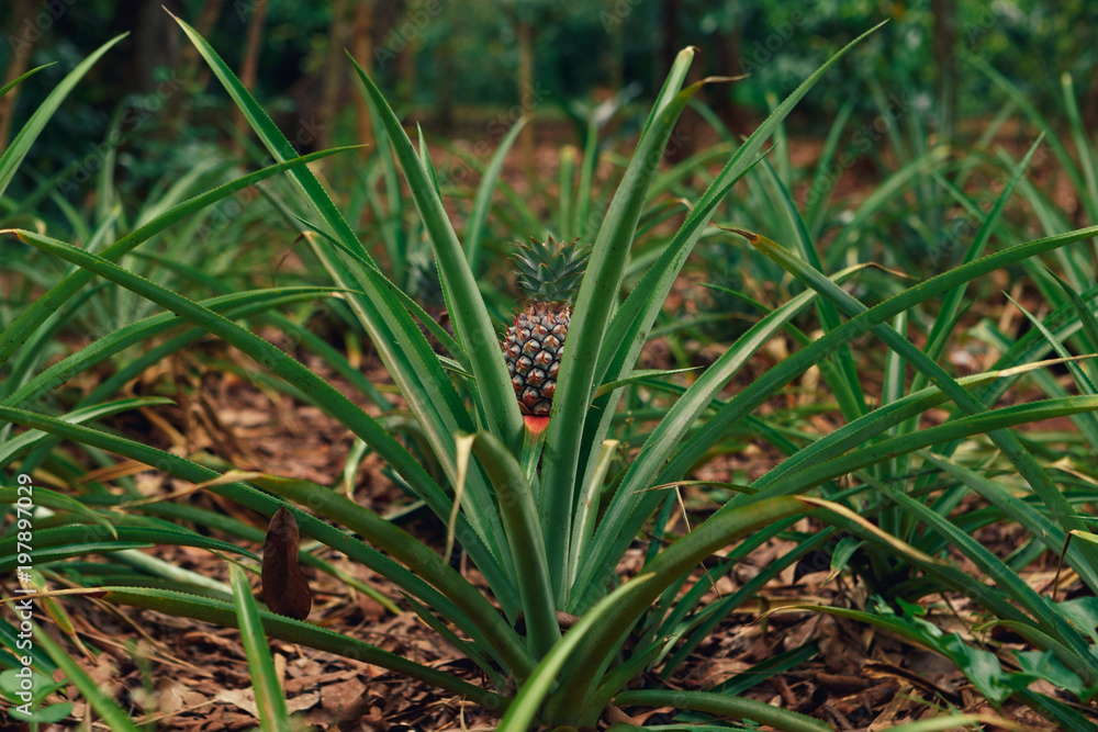 Young pineapple on the plantation close up Young pineapple on the plantation close up