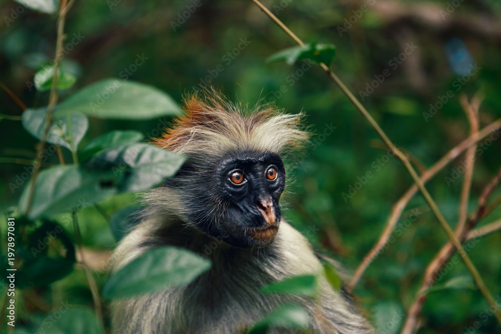 Fototapeta premium Portrait of monkey red colobus in a dense tropical forest