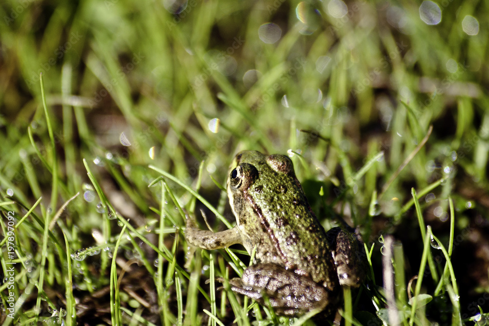Fototapeta premium small green frog in the grass