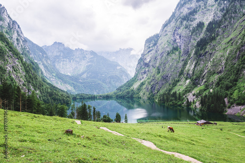 Lake Obersee, Sch nau am Konigssee, Bavaria, Germany. Great alpine scenery with cows in National Park Berchtesgaden. © bubligg