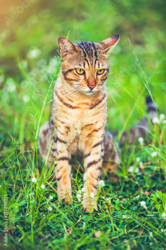Wallpaper Mural Pretty bengal cat sitting on green grass and looking aside at park. Torontodigital.ca