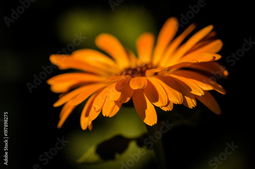 Wallpaper Mural Orange daisy at the sunset of the spring sun. Macro on the petals Torontodigital.ca