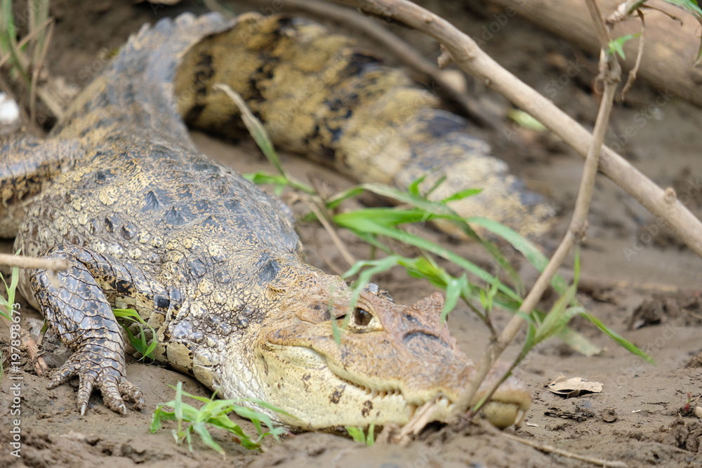 Fototapeta premium Crocodile close-up