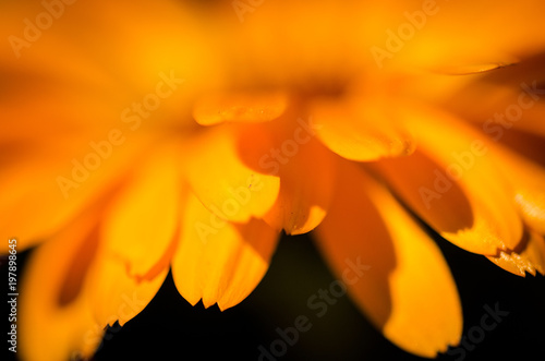 Wallpaper Mural Macro on the petals of an orange daisy at the sunset of the spring sun. Torontodigital.ca