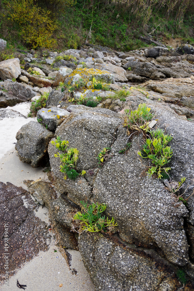 Galician flora on the coast of the Atlantic ocean, Vigo, Galicia, Spain