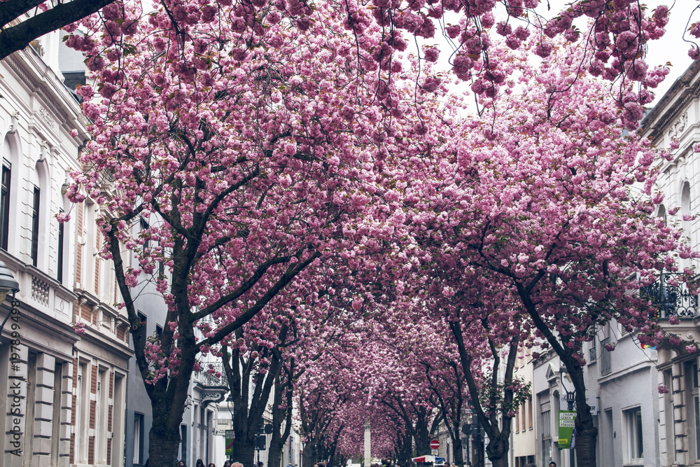 Cherry Blossom Bonn