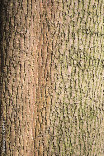 old maple tree bark texture background