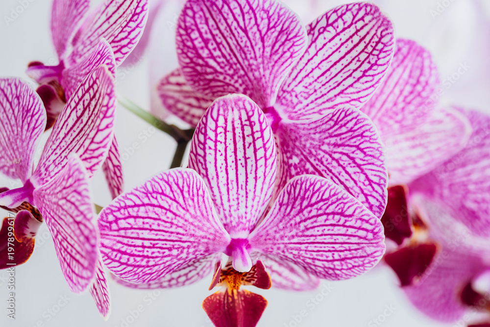 Pink Blooming orchid. Closeup beutiful flower Pink Blooming orchid. Closeup beutiful flower
