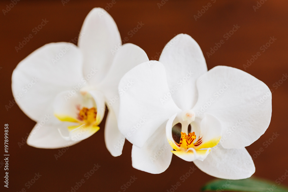 White Blooming orchid. Closeup beautiful flower