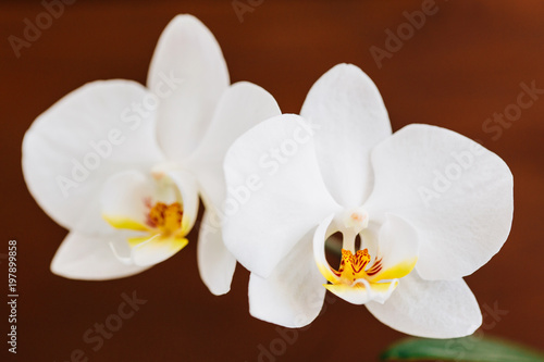 White Blooming orchid. Closeup beautiful flower
