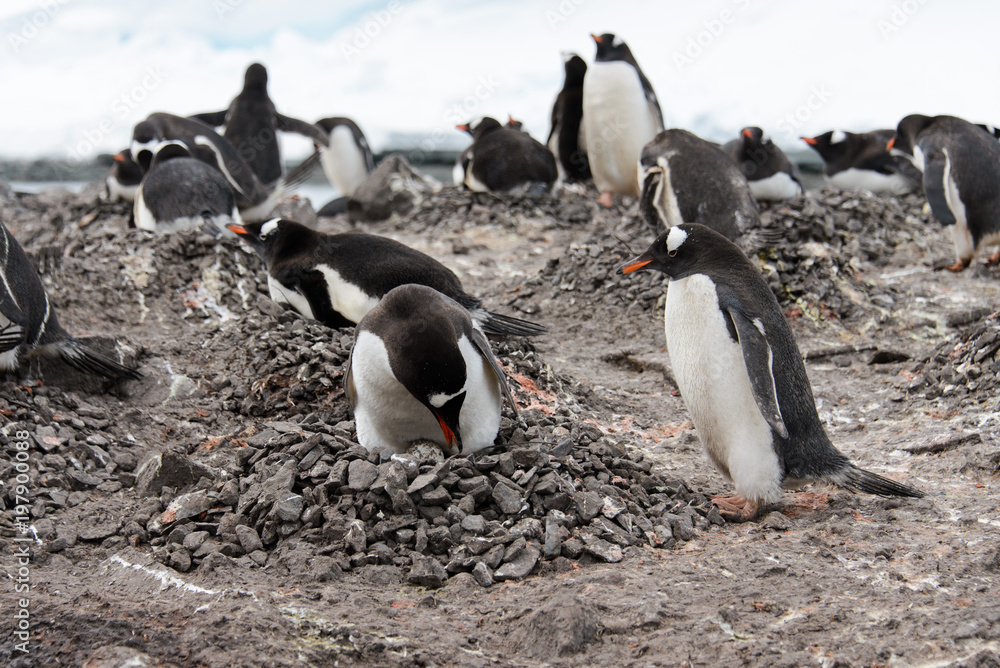 Naklejka premium Gentoo penguin with egg in nest