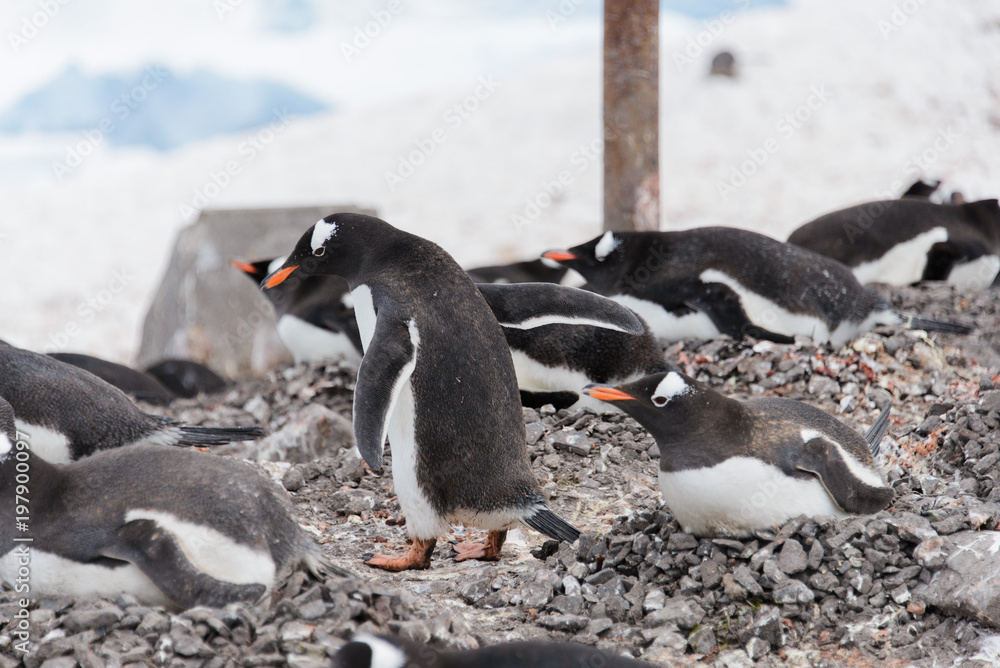 Naklejka premium Gentoo penguin's colony