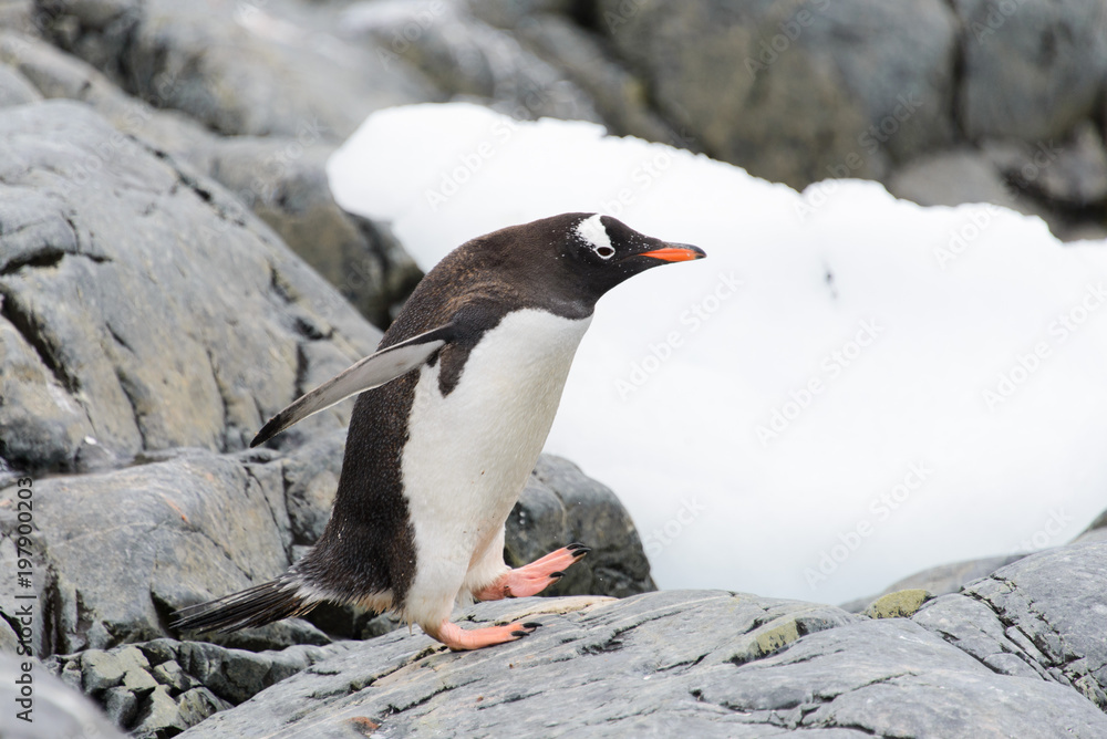 Fototapeta premium Gentoo penguin going