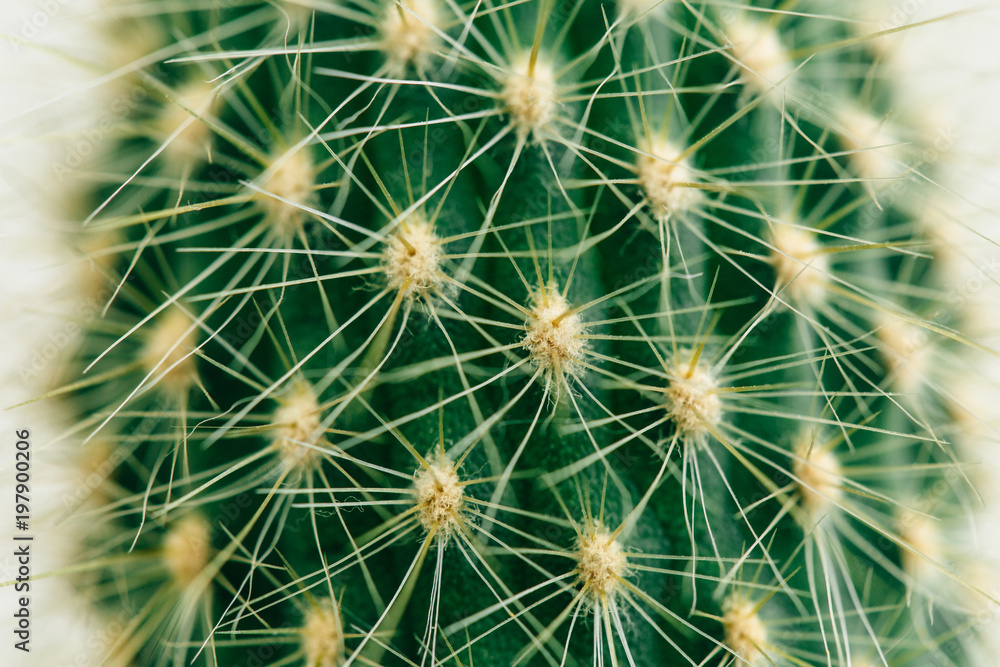 Closeup macro cactus Closeup macro cactus
