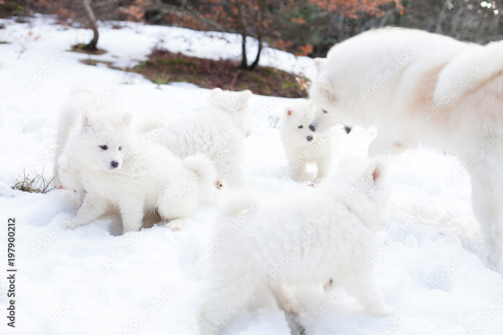 SAMOYEDE PUPPY CHIOT NATURE FORET SAMOYEDE PUPPY CHIOT NATURE FORET