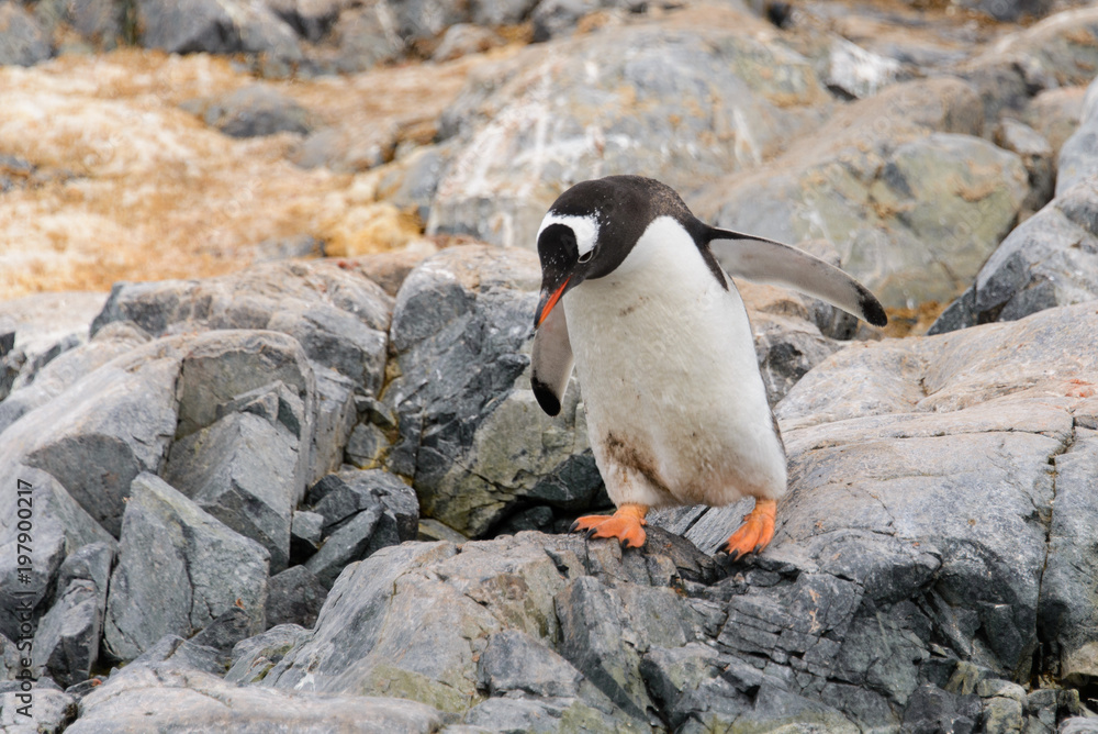 Obraz premium Gentoo penguin going