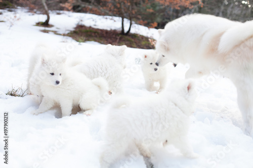 SAMOYEDE PUPPY CHIOT NATURE FORET