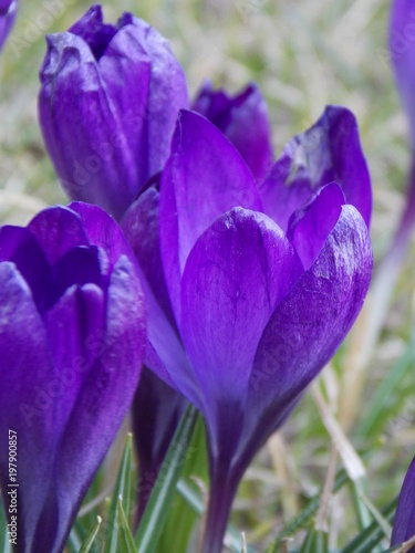 Fototapeta Naklejka Na Ścianę i Meble -  Krokusse lila