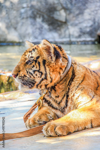Cute tiger big cat animal in zoo  