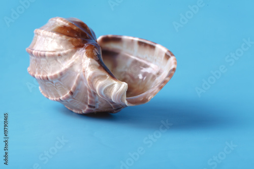 Close up view of big sea shell on plain blue background