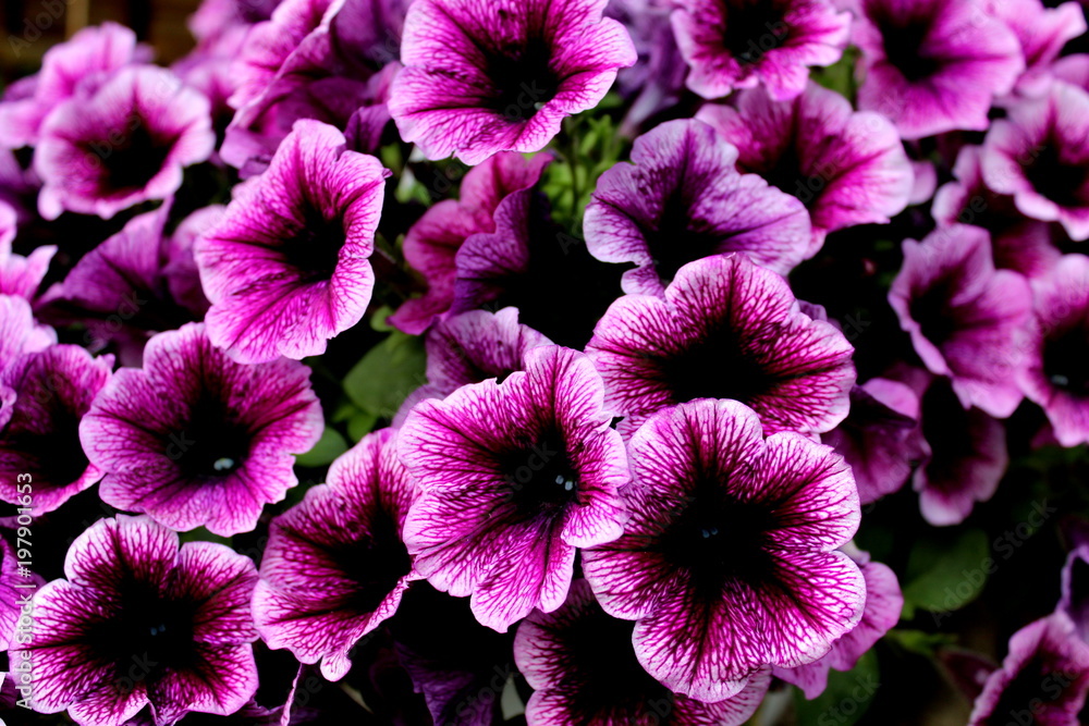 Blume 2 Blume 2