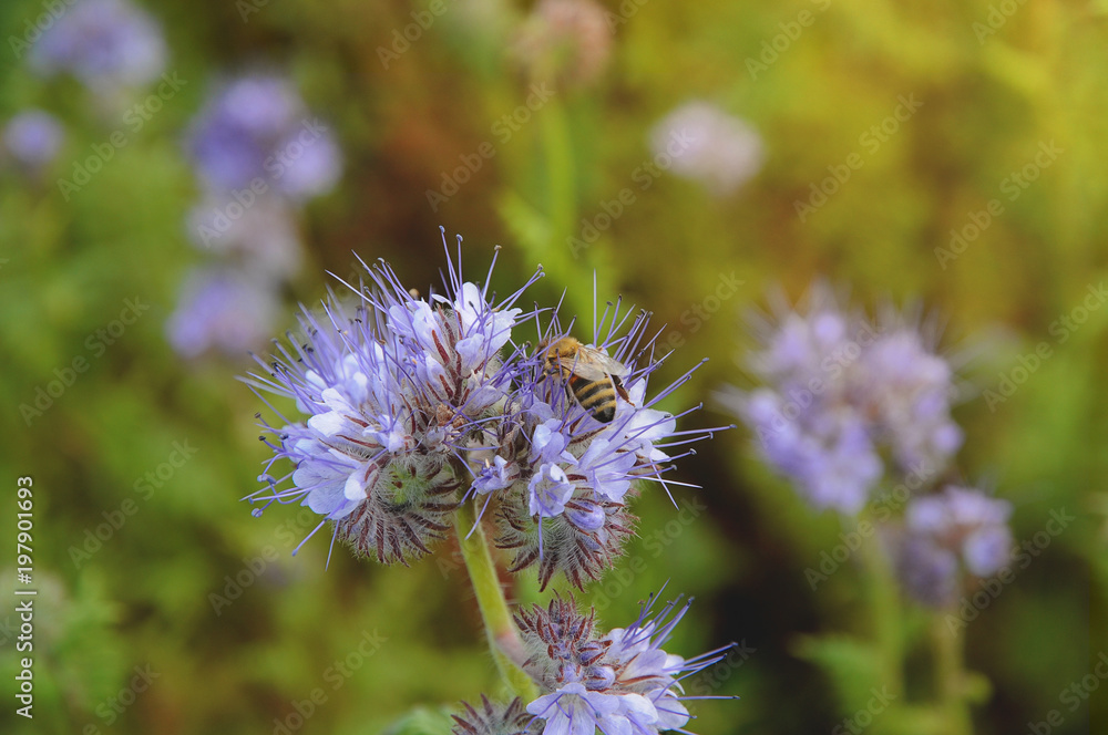 Obraz premium Purble Phacelia flower field in summer