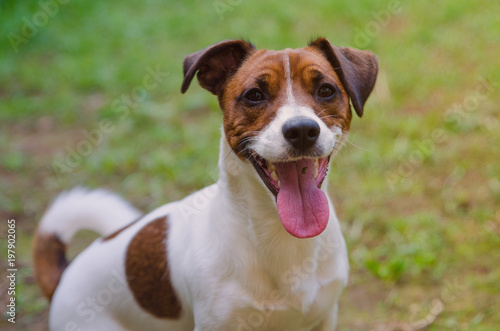 Portrait of jack russell terrier puppy with tongue sticking out