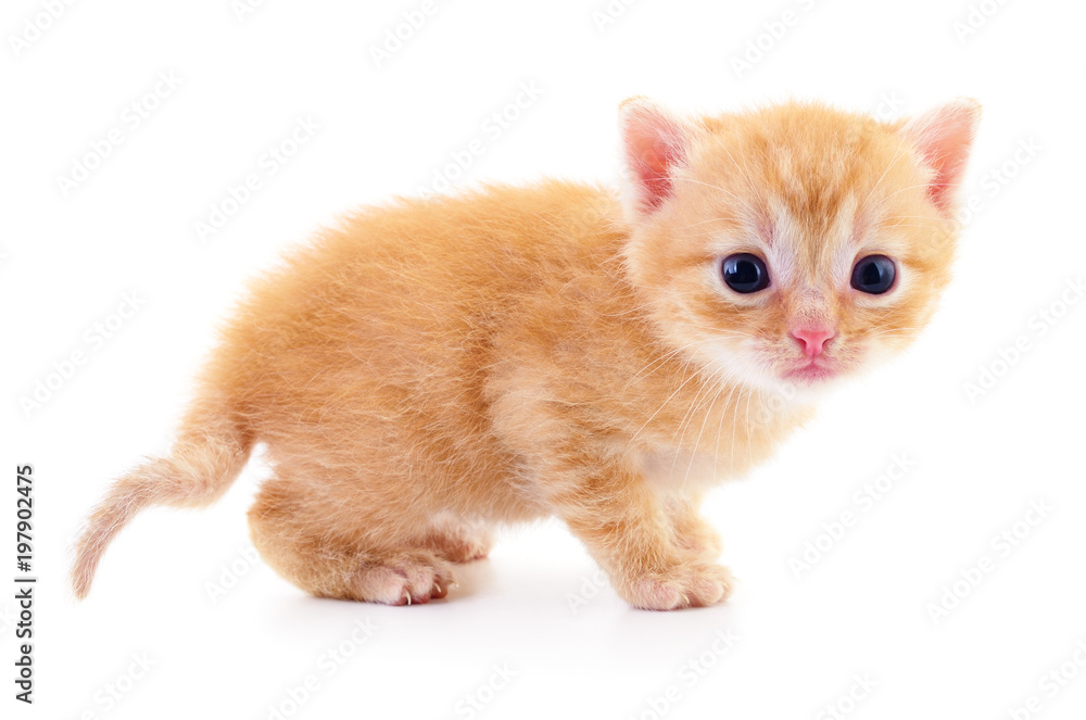 Kitten on white background. Kitten on white background.