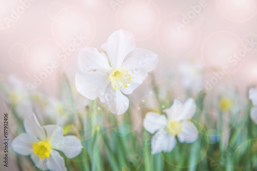 Fototapeta Naklejka Na Ścianę i Meble -  Abstract background with white daffodils