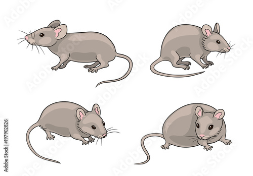 Grey mice - vector illustration