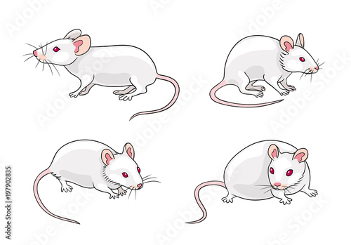 White mice - vector illustration