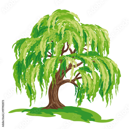 Vector drawing of willow tree photo
