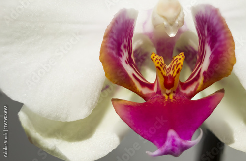 Close up of white orchid flower