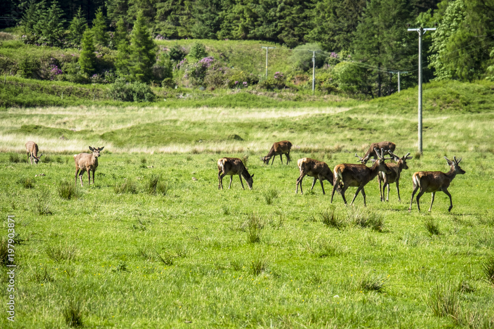 Herd of deers in the scottish highlands Herd of deers in the scottish highlands