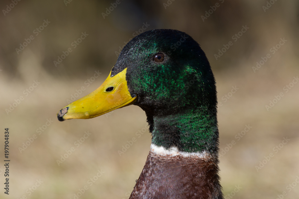 Obraz premium A close head shot of a colourful male Mallard Duck