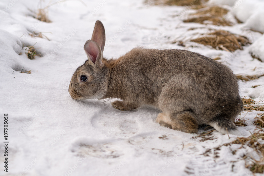 brown rabbit on snow