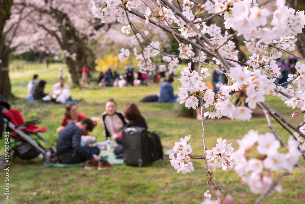 Naklejka premium People having picnic under cherry trees in Tokyo, Japan 東京の公園で花見をする人々